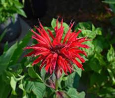 beebalm.jpg